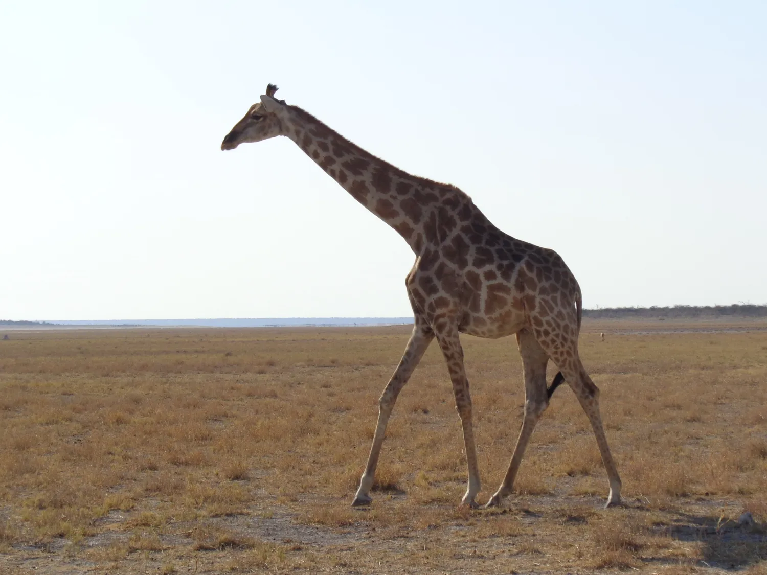 Namibia Nationalparks - Etosha Tiere