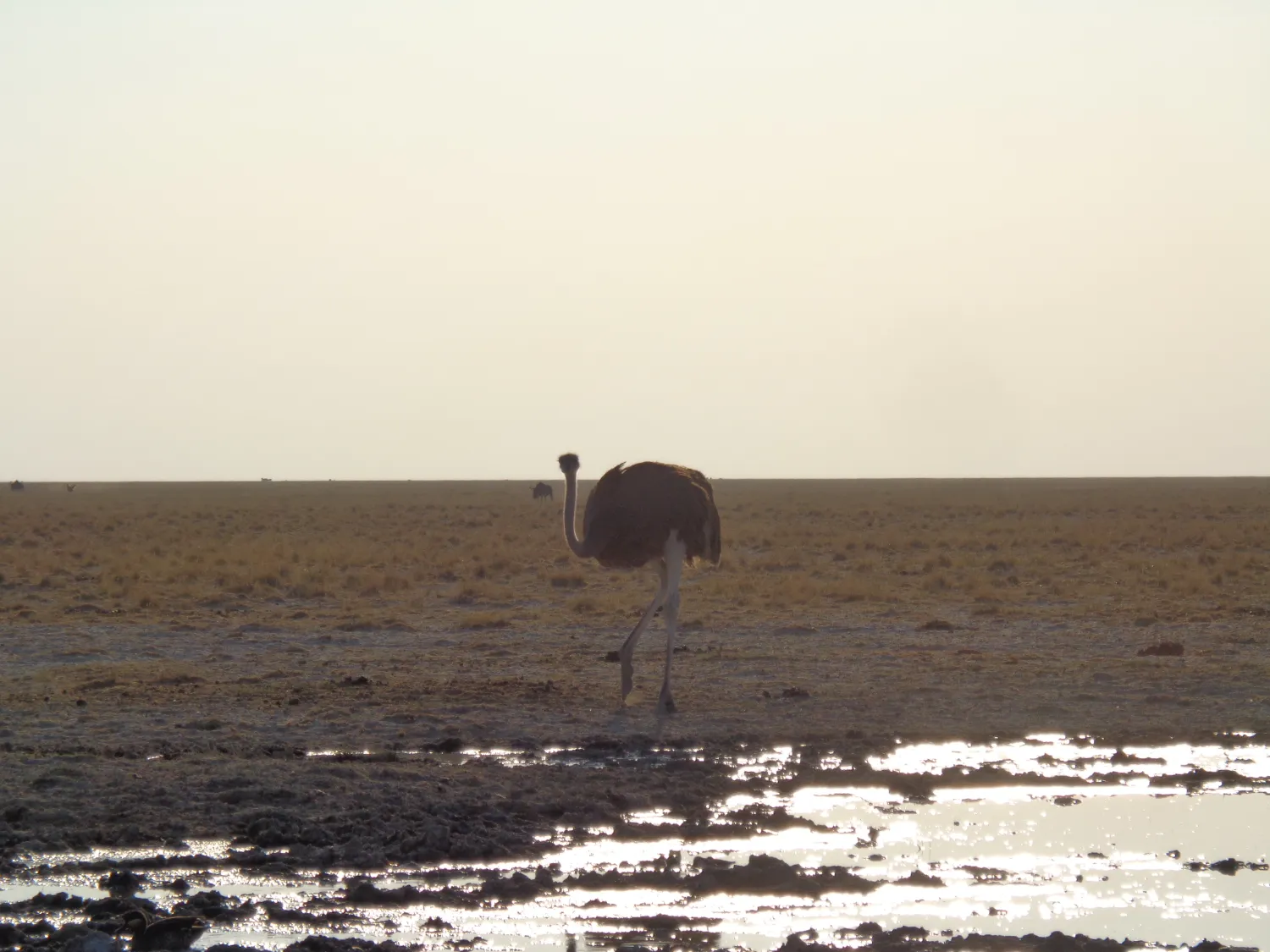 Namibia Reisebericht Selbstfahrer Tag 3 Bild 5