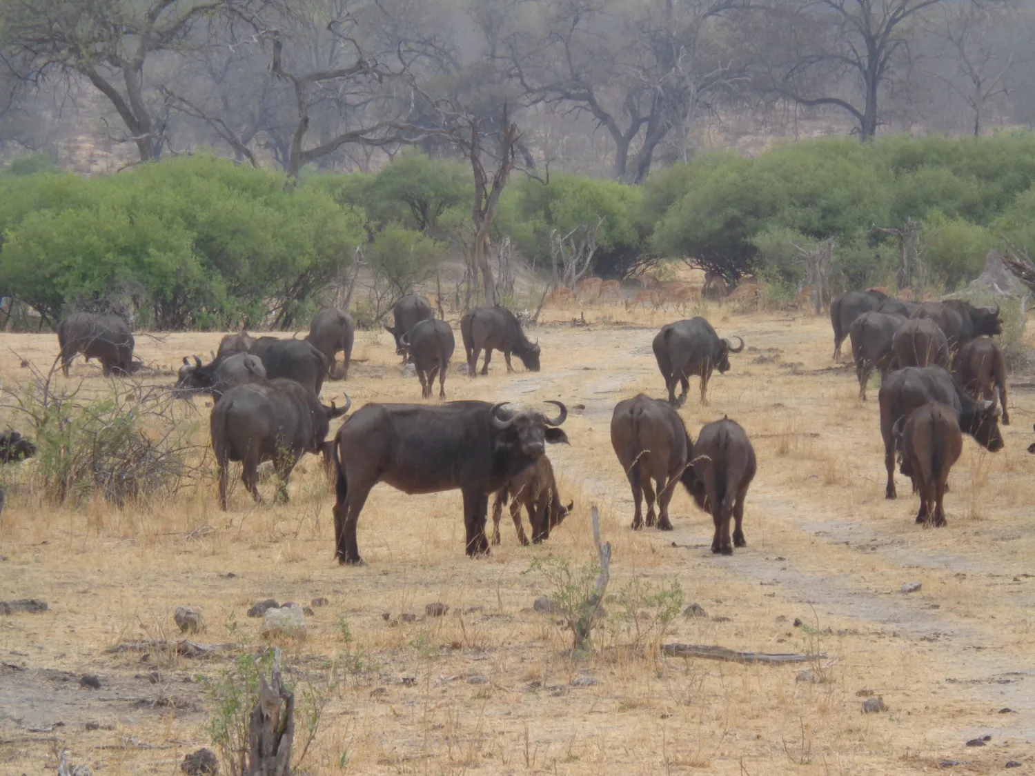 Namibia Nationalparks - Buffalo Tiere