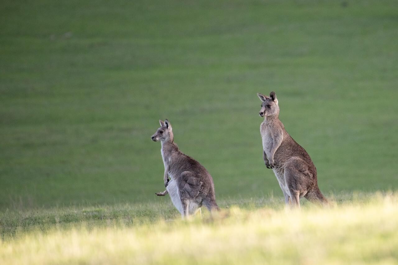 Känguru; Australien oder Neuseeland Tiere