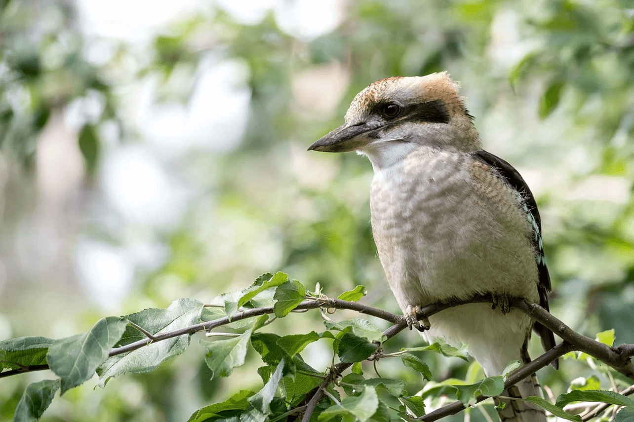 Kookaburra