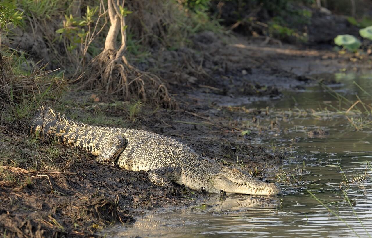 Salzwasserkrokodil