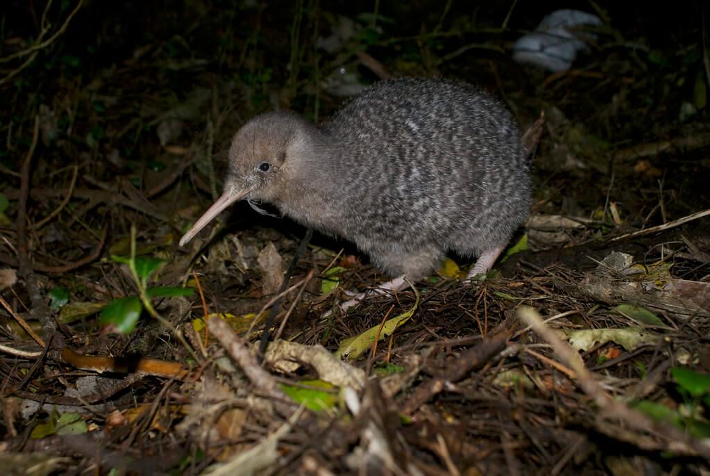 Kiwi; Australien oder Neuseeland - Tiere