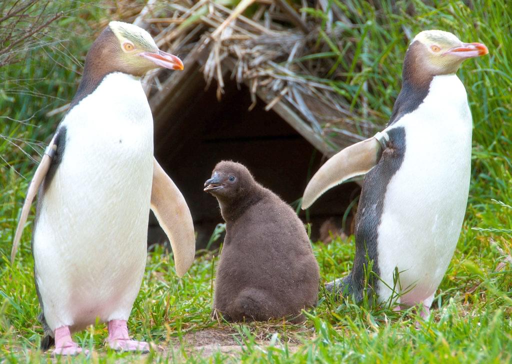 Gelbaugenpinguin